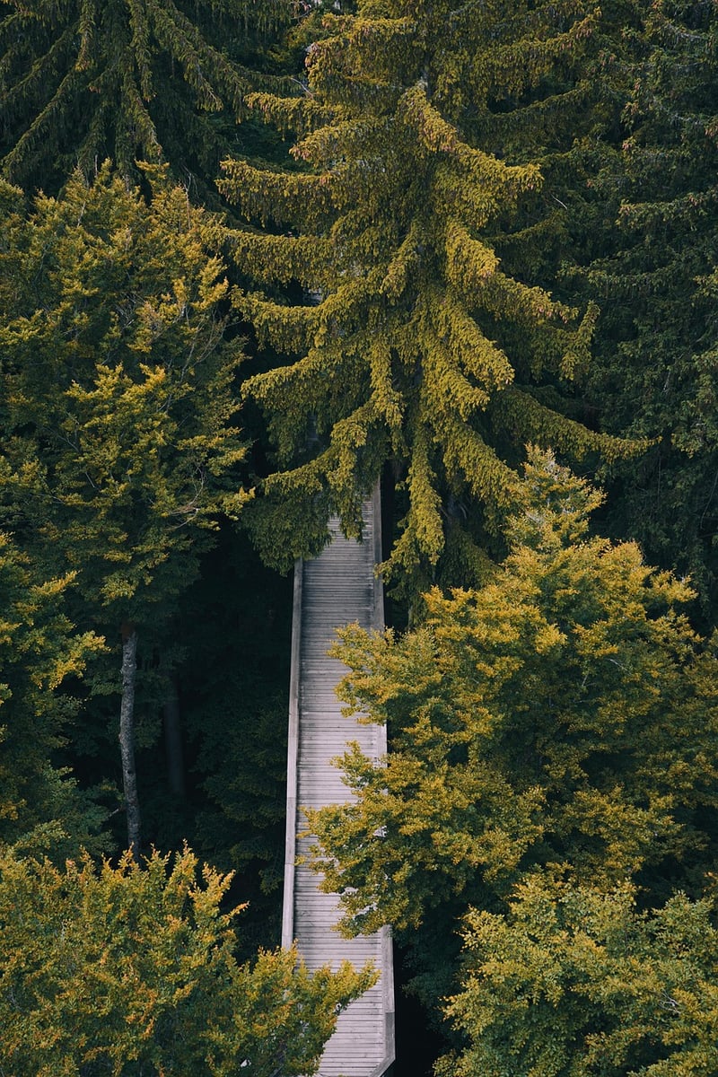 Mindful Walking